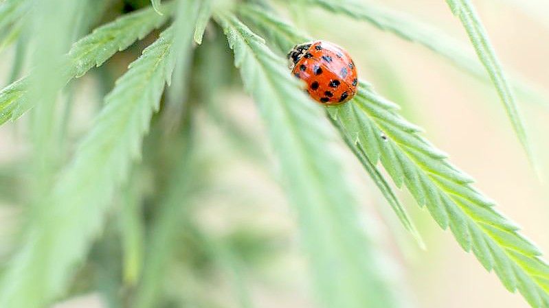 Ein Marienkäfer sitzt auf einer Cannabispflanze (Symbolfoto). Foto: Jan Woitas/dpa-Zentralbild/dpa