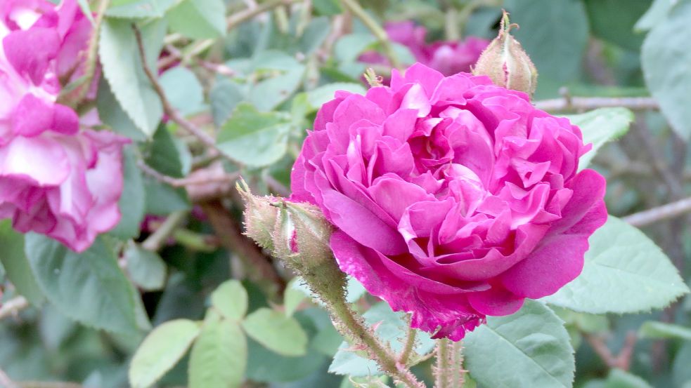 Prächtig entfalten sich die Blüten der Rose Russeliana. Fotos: Berends-Lüürßen
