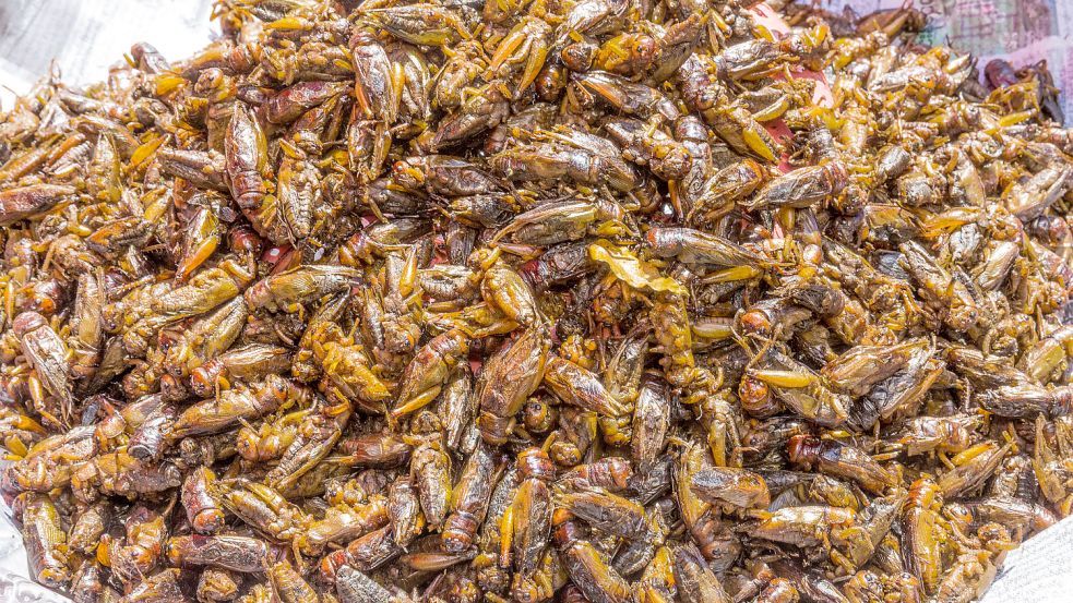 Insekten wie Grillen gehören in vielen Teilen der Welt bereits zum Speiseplan. Foto: imago images/Panthermedia