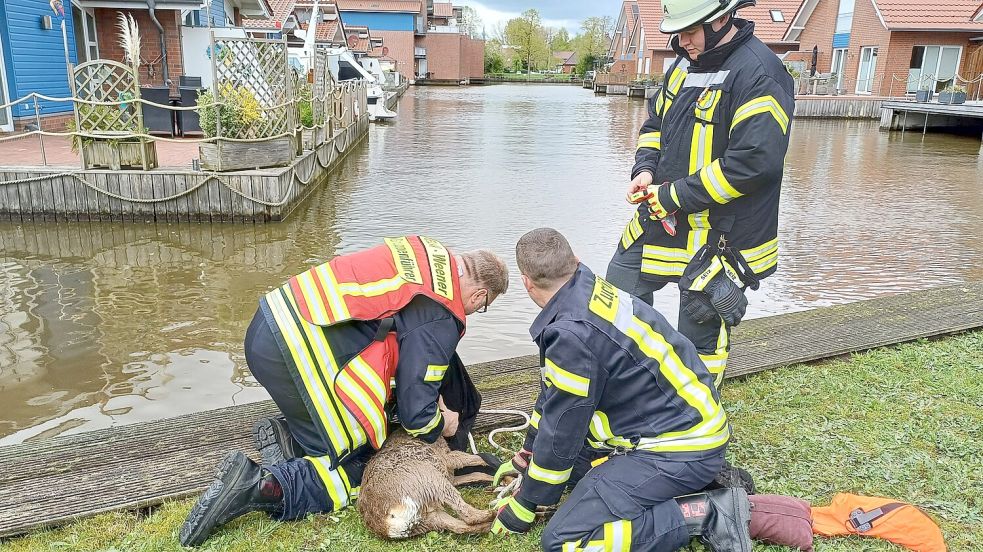 Das Tier konnte aus dem Wasser gehoben werden. Foto: Feuerwehr Weener/Rand