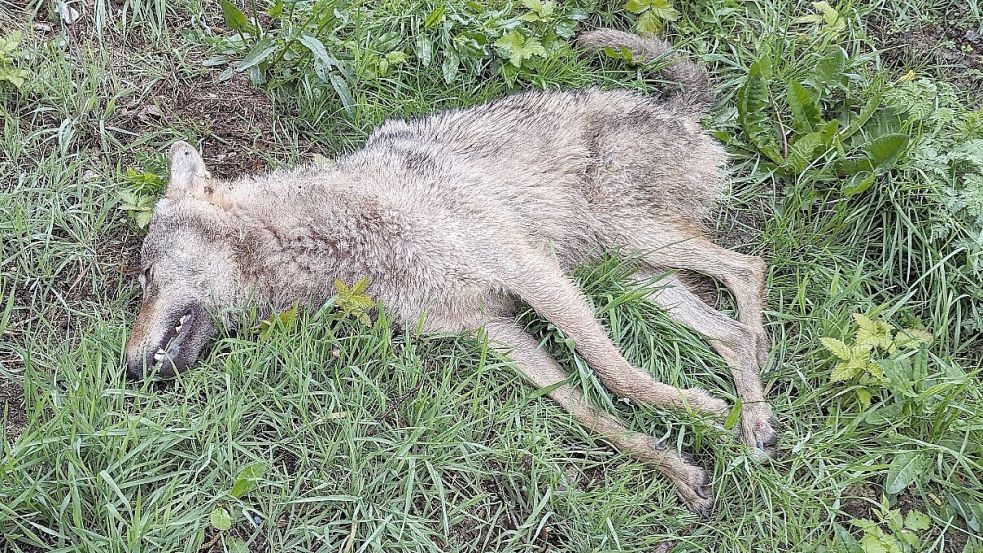 Dieser Wolf ist am Mittwochmorgen an der Bundesstraße 70 bei Völlenerfehn erfasst und getötet worden. Foto: Polizei