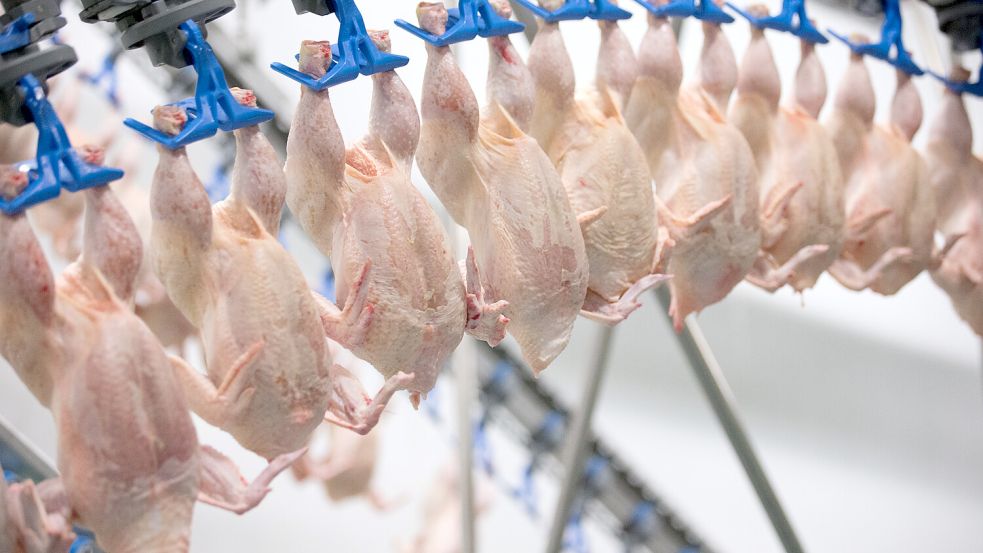 Der Konsum von Geflügelfleisch in Deutschland wächst, aber bessere Haltungsbedingungen für die Hähnchen sind bei Kunden nur in geringem Ausmaß gefragt. Foto: Friso Gentsch
