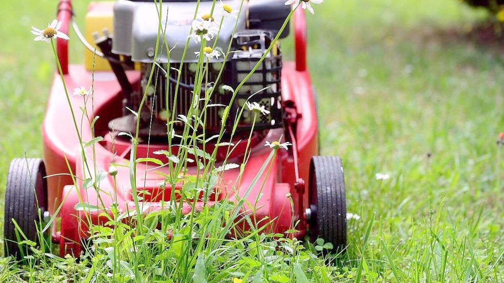 Na, was wächst schneller – der Rasen oder die Wildblumen? Foto: pixabay