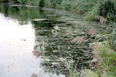 Badesee Völlen: Keine Gülle im Wasser - Bild 2