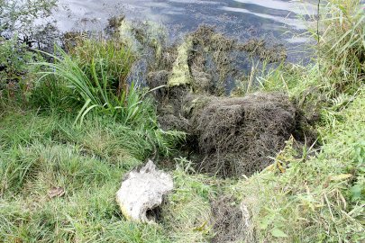 Badesee Völlen: Keine Gülle im Wasser - Bild 3