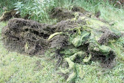 Badesee Völlen: Keine Gülle im Wasser - Bild 4
