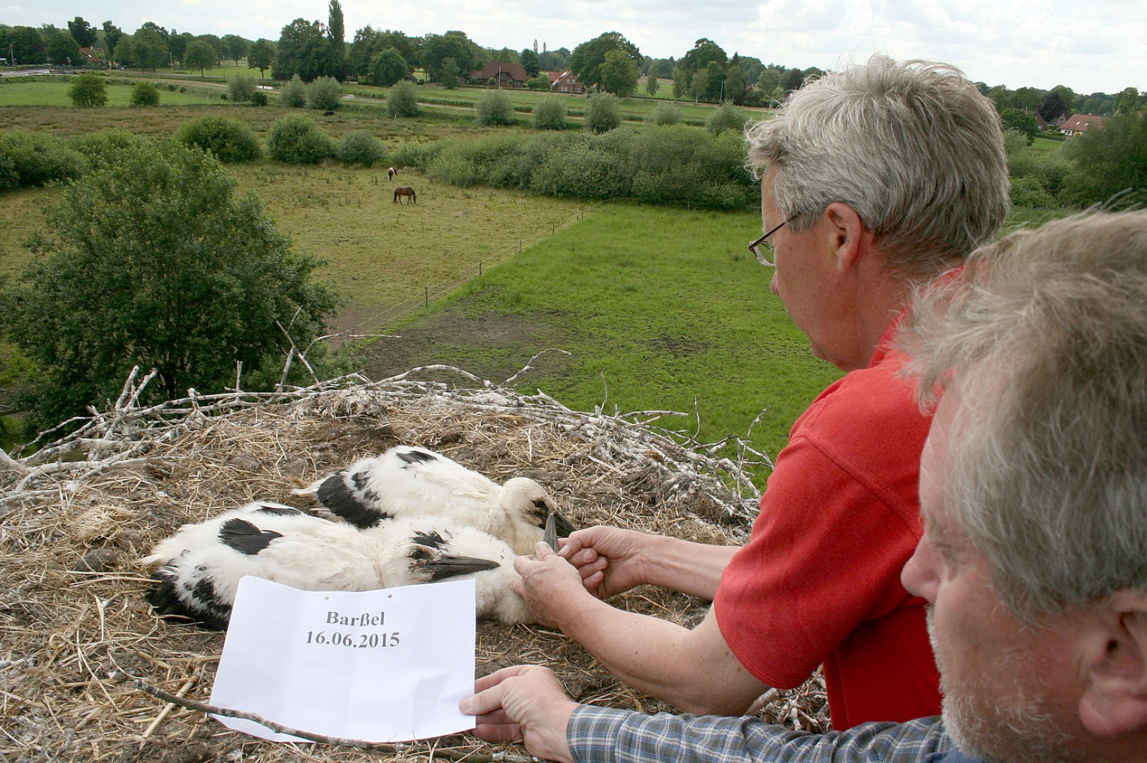 Erster Storch 2019 in Barßel gesichtet - Bild 1
