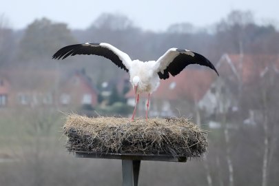 Erster Storch 2019 in Barßel gesichtet - Bild 2