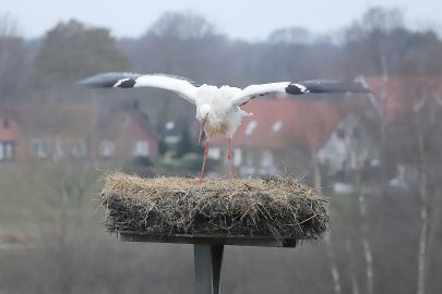 Erster Storch 2019 in Barßel gesichtet - Bild 3
