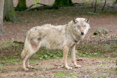 Wolf hinterlässt Spuren in der Region - Bild 3