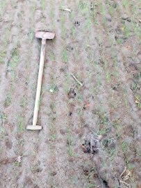 Wolf hinterlässt Spuren in der Region - Bild 4