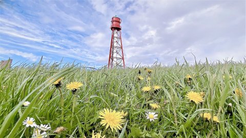 So schön ist der Frühling in Ostfriesland - Bild 19