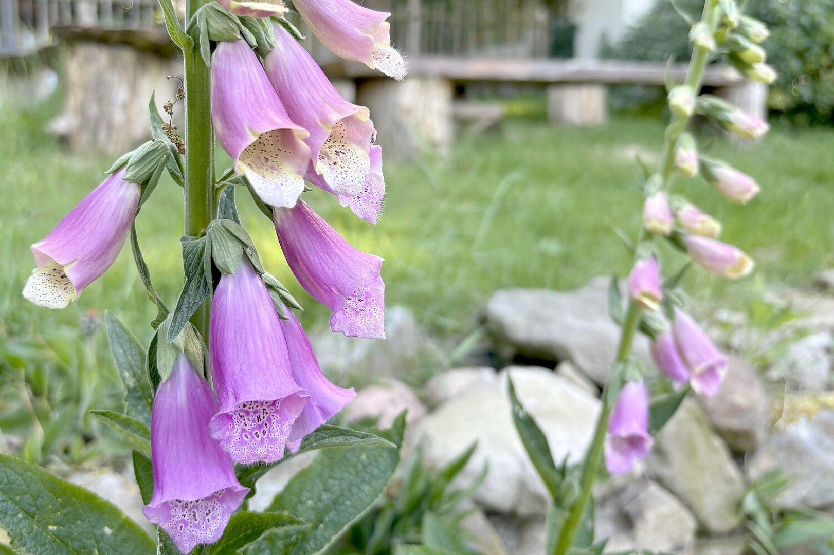 Was wächst denn da in Befis Naturgarten? - Bild 1