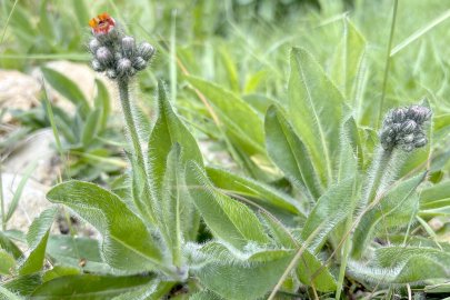 Was wächst denn da in Befis Naturgarten? - Bild 2