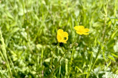 Was wächst denn da in Befis Naturgarten? - Bild 3