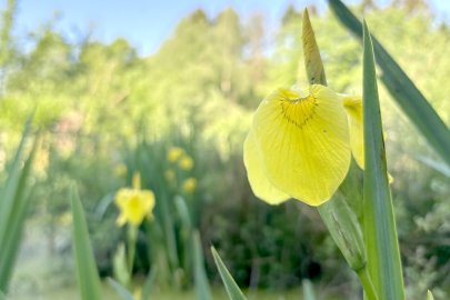 Was wächst denn da in Befis Naturgarten? - Bild 4