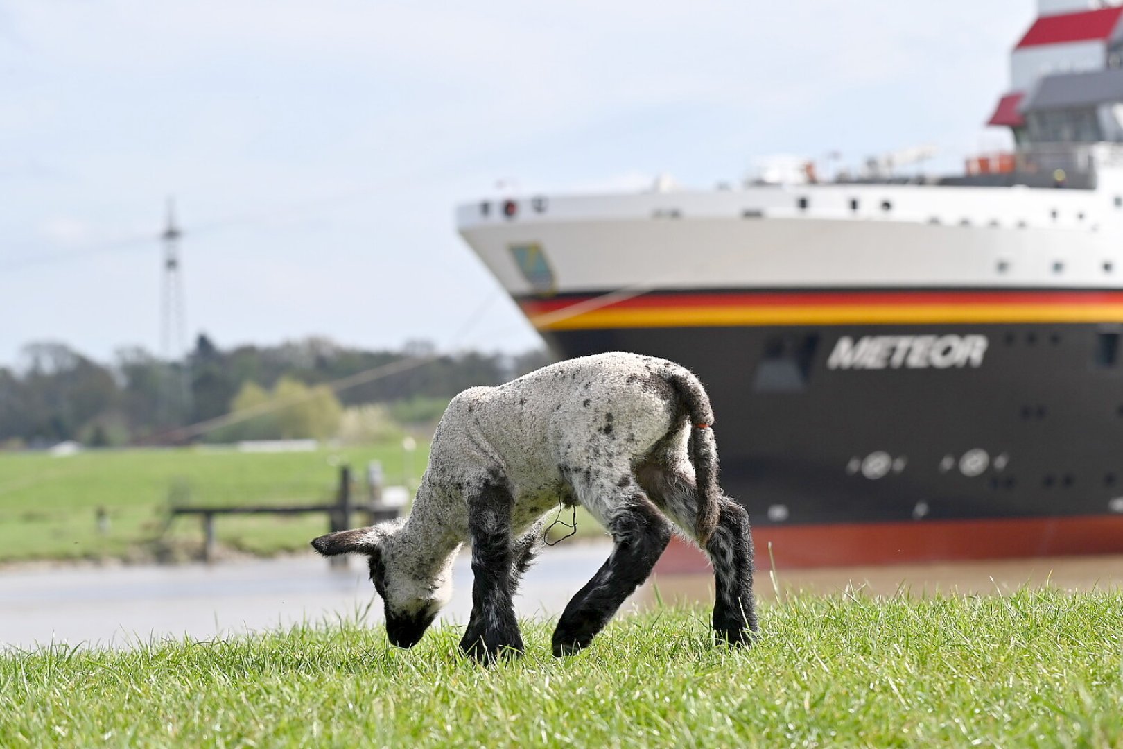 Überführung der „Meteor IV“ der Meyer Werft - Bild 1