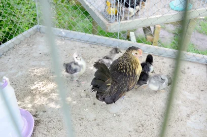 Wettkrähen in Hollen - Bild 3