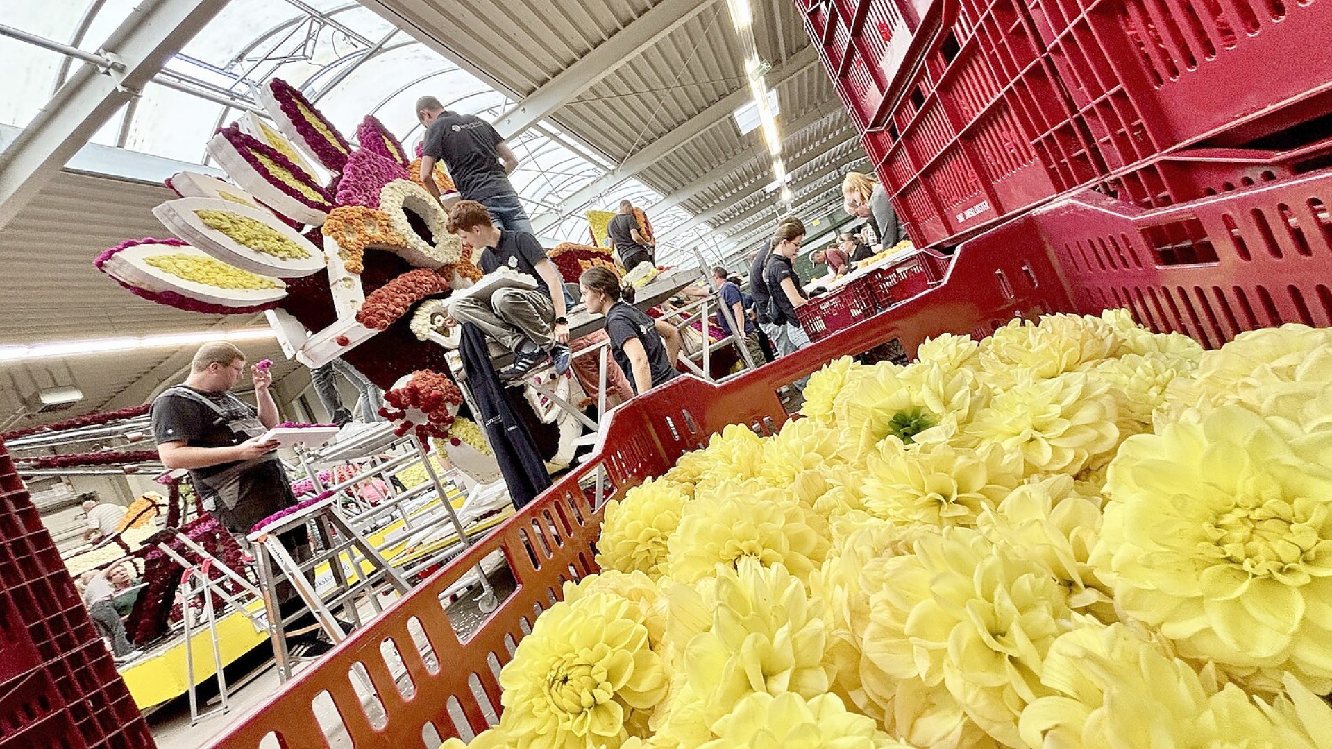 Bildergalerie vom Blütenstecken für den Korso in Wiesmoor - Bild 8