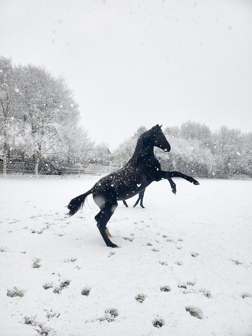Schnee in Ostfriesland - Bild 62