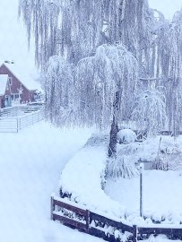 Schnee in Ostfriesland (Leserfotos, Teil 1) - Bild 34