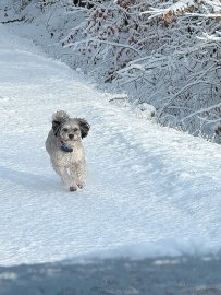 Schnee in Ostfriesland (Leserfotos, Teil 1) - Bild 57