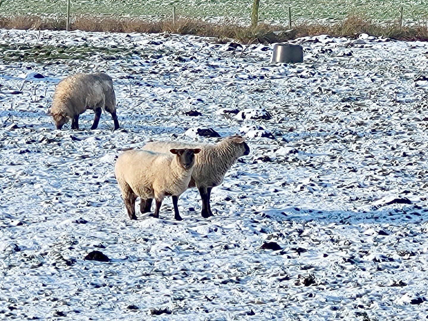 Schnee in Ostfriesland (Leserfotos, Teil 1) - Bild 66