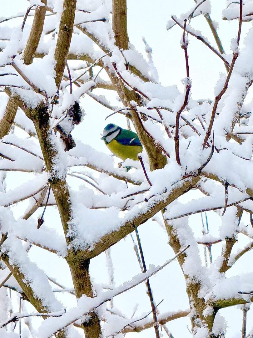 Schnee in Ostfriesland (Leserfotos, Teil 2) - Bild 5