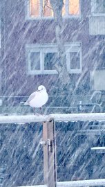 Schnee in Ostfriesland (Leserfotos, Teil 2) - Bild 20