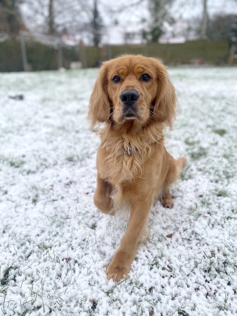 Schnee in Ostfriesland (Leserfotos, Teil 2) - Bild 36