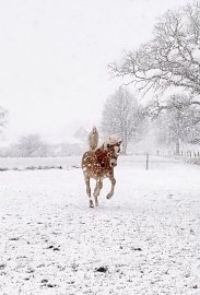 Schnee in Ostfriesland (Leserfotos, Teil 2) - Bild 63