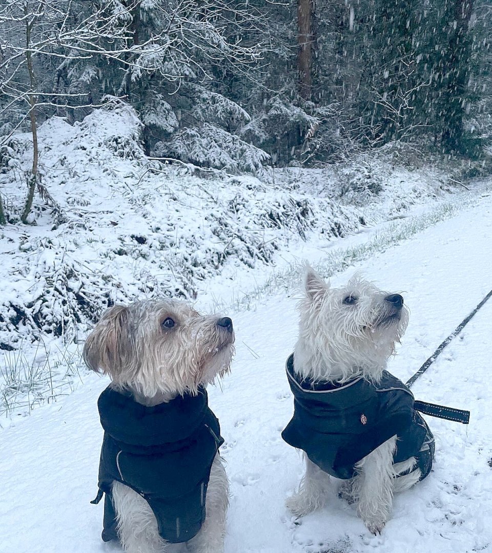 Schnee in Ostfriesland (Leserfotos, Teil 2) - Bild 65