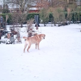 Schnee in Ostfriesland (Leserfotos, Teil 2) - Bild 69