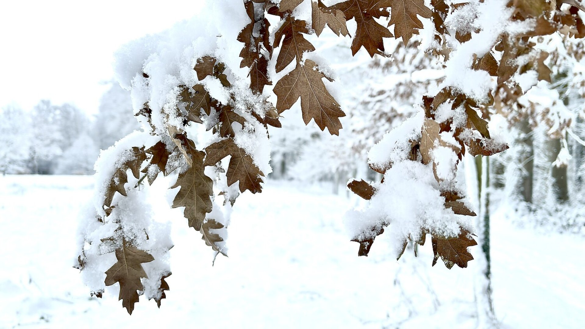 Schnee in Ostfriesland (Fotos der Redaktion) - Bild 2