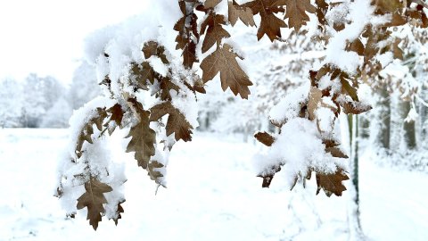 Schnee in Ostfriesland (Fotos der Redaktion) - Bild 2