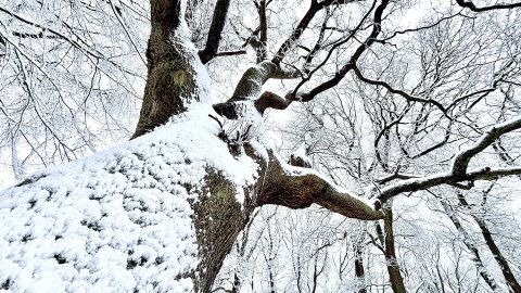 Schnee in Ostfriesland (Fotos der Redaktion) - Bild 4