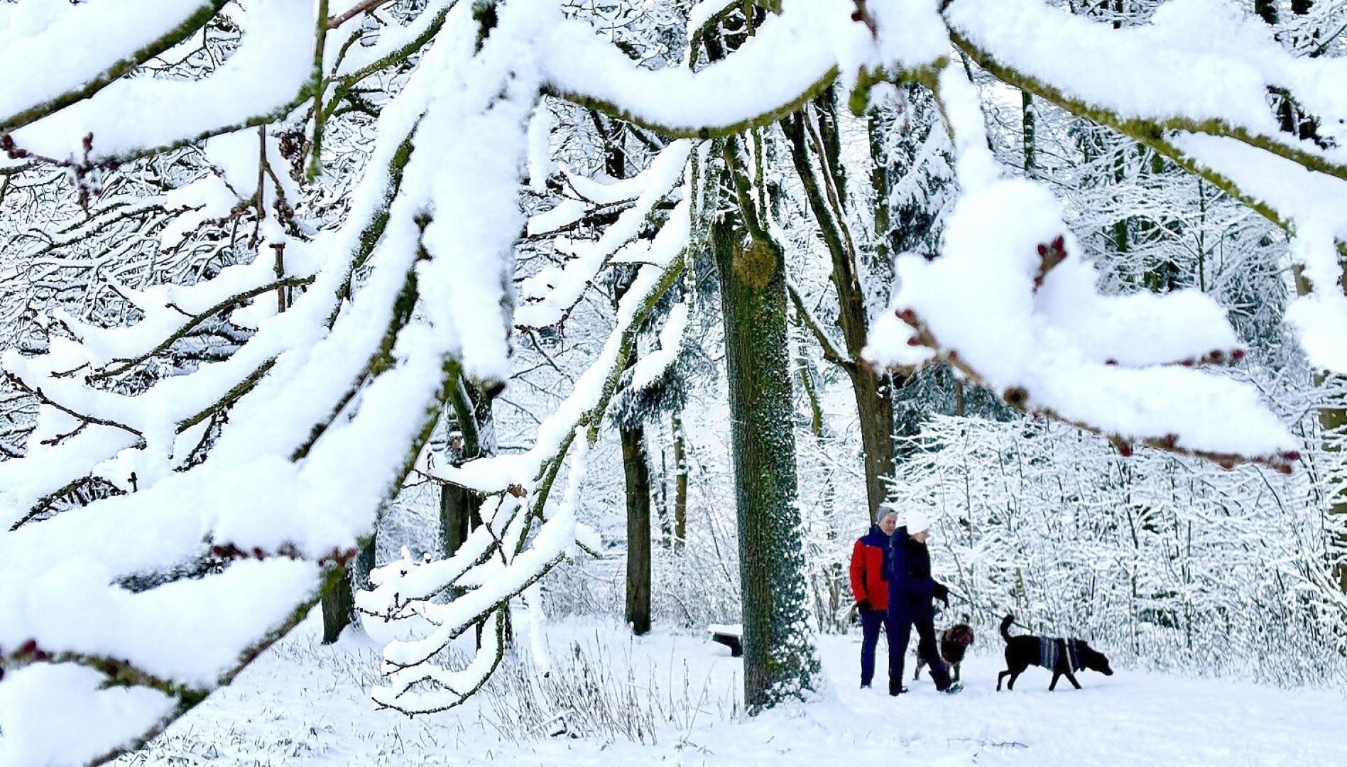Schnee in Ostfriesland (Fotos der Redaktion) - Bild 5
