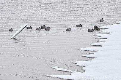 Schnee in Ostfriesland (Fotos der Redaktion) - Bild 63