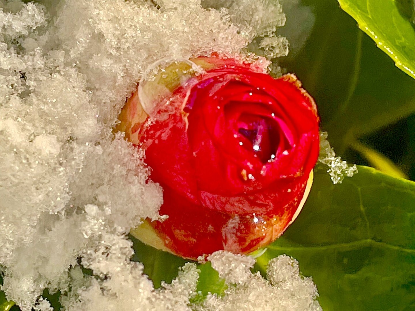 Schnee in Ostfriesland (Leserfotos, Teil 3) - Bild 69