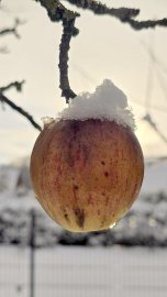 Schnee in Ostfriesland (Leserfotos, Teil 3) - Bild 76