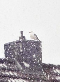 Schnee in Ostfriesland (Leserfotos, Teil 3) - Bild 77