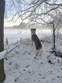 Schnee in Ostfriesland (Leserfotos, Teil 3) - Bild 40