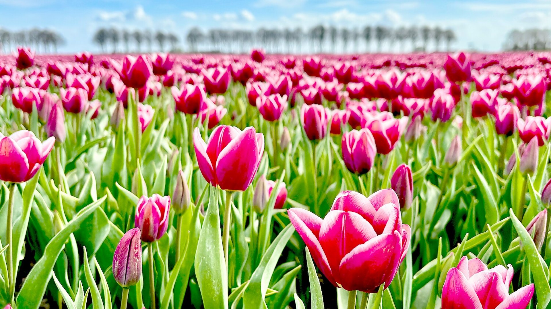 Fotos aus dem Tulpenmeer in der Grenzregion - Bild 1