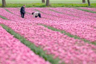 Fotos aus dem Tulpenmeer in der Grenzregion - Bild 2