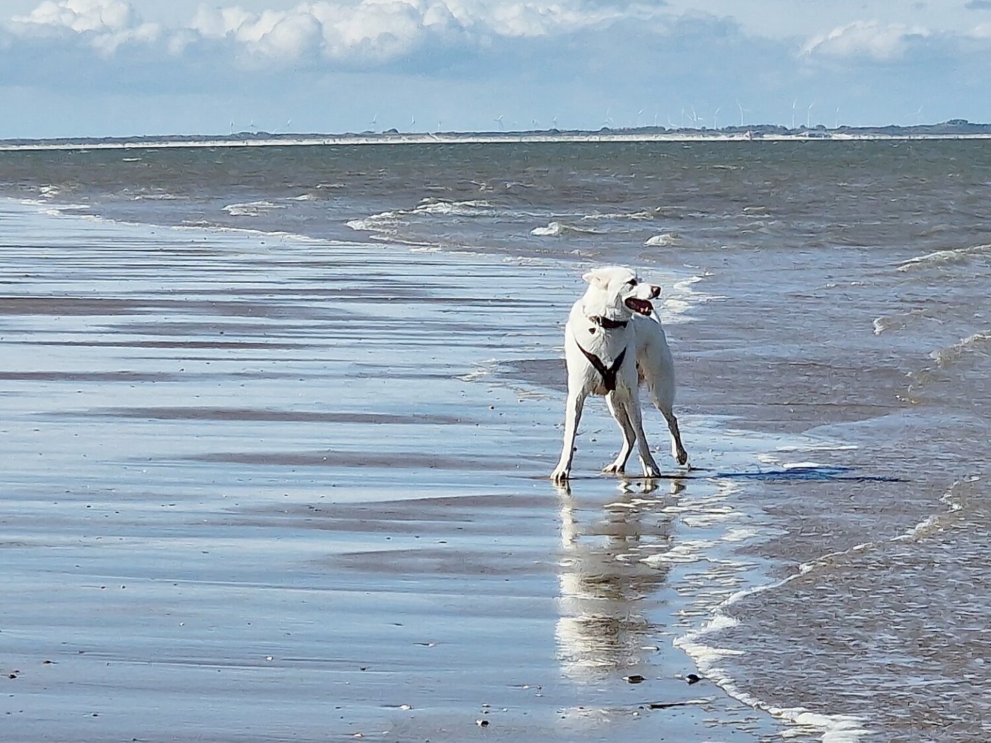 Die schönsten Hunde-Fotos aus Ostfriesland - Bild 1