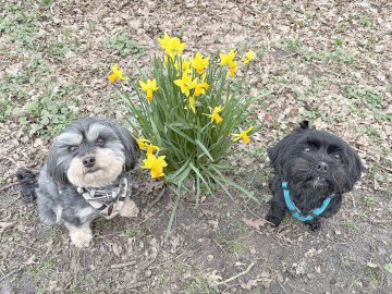 Die schönsten Hunde-Fotos aus Ostfriesland - Bild 2