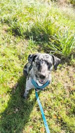 Die schönsten Hunde-Fotos aus Ostfriesland - Bild 4