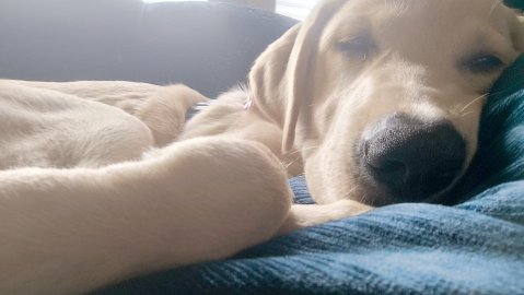 Die schönsten Hunde-Fotos aus Ostfriesland (Galerie I) - Bild 2
