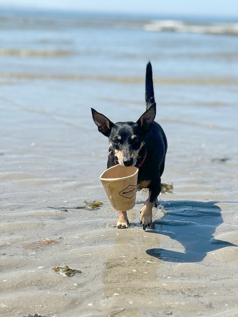 Die schönsten Hunde-Fotos aus Ostfriesland (Galerie I) - Bild 5