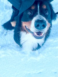 Die schönsten Hunde-Fotos aus Ostfriesland (Galerie I) - Bild 6